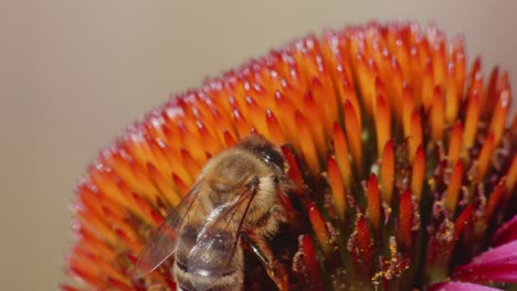 Extreme-Close-up-view-of-a-honey-bee-pollinating-a-flower-and-eating-nectar