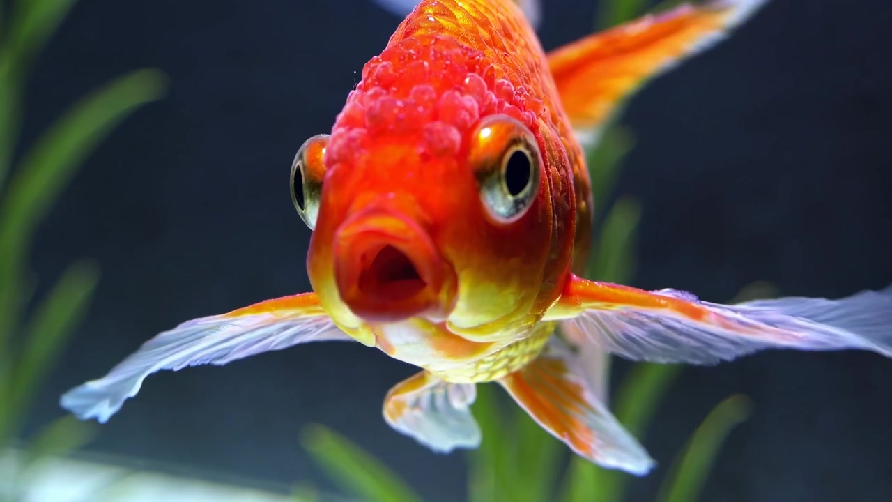 Close-up de um peixe-dourado vibrante nadando em um aquário