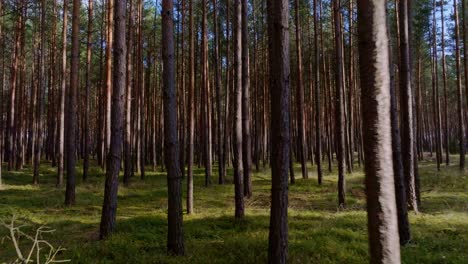 Nuestra-Colección-De-Material-De-Archivo-De-Naturaleza,-Bosque,-Madera-Y-Verde-Es-La-Manera-Perfecta-De-Incorporar-La-Belleza-Y-La-Tranquilidad-De-La-Naturaleza-A-Sus-Proyectos-De-Video.