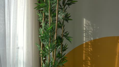 bamboo plant by the window with light and shadow