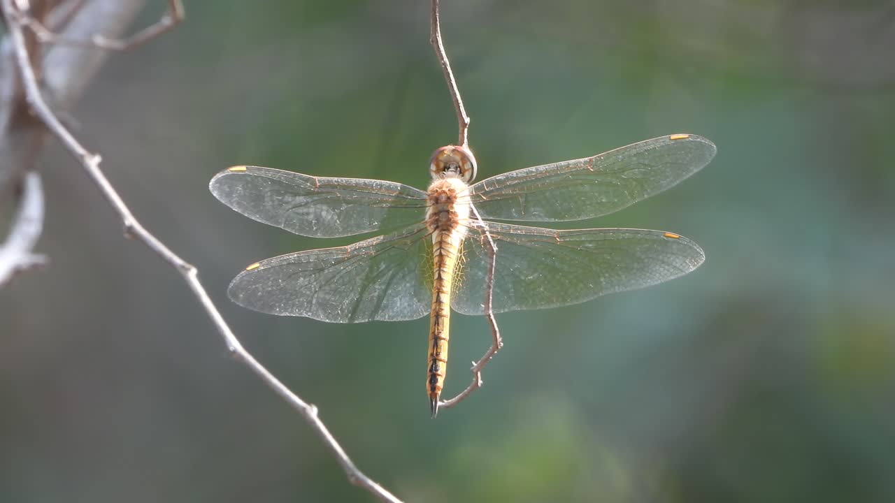 Libellula appesa a un rametto mossa dal vento.