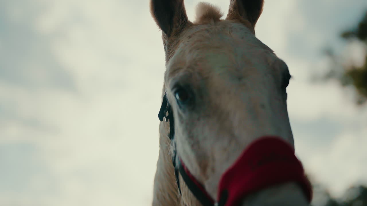 Close up of white horse with rider under soft light, ears alert and subtle movement visible