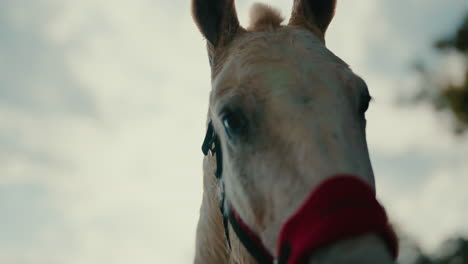 close up of white horse with rider under soft light, ears alert and subtle movement visible
