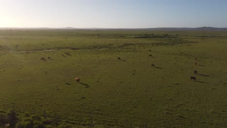 sobrevuelo aéreo hermosos pastos verdes con vacas marrones pastando durante la puesta de sol en el campo de uruguay
