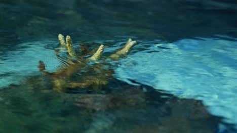 primer plano de un coral bajo el agua