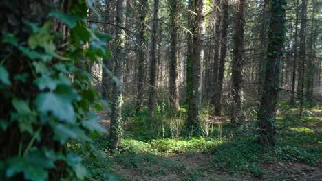 beautiful southern french green forest