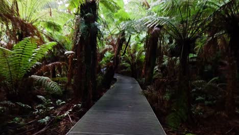 a serene walk through lush rainforest trail