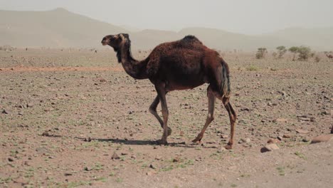 Wild-black-camel-walking-through-a-dry-warm-landscape-in-Morocco