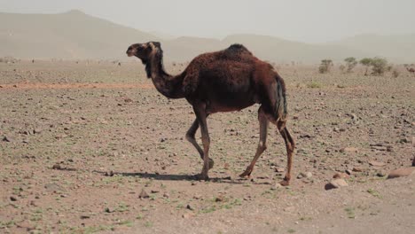 camello negro salvaje caminando a través de un paisaje seco y cálido en marruecos