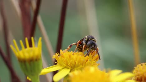 a solitary wasp probing for nectar with its proboscis