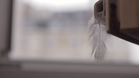 una pluma ondeando en el viento