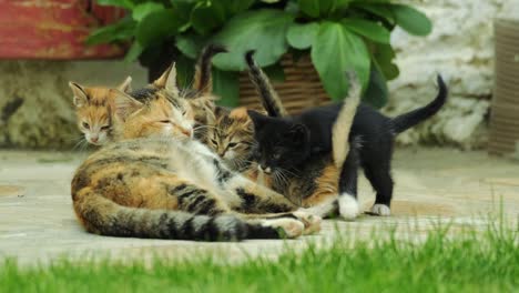 kittens sucking milk from mother ,cat nursing kittens in garden