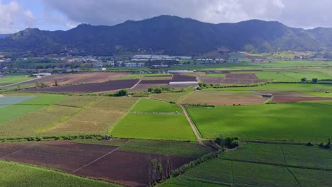 aerial flyover agricultural fields and plantation with mountains in background - constanza,dominican republic