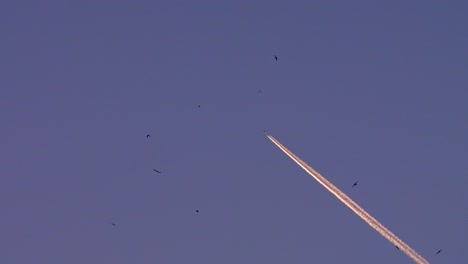 airplane vapour trail and birds