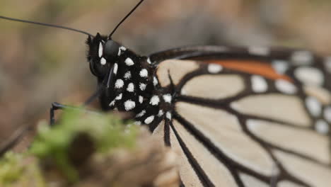 una foto macro de una mariposa monarca subiendo a un árbol en la reserva de la biosfera de la mariposa monarca en méxico