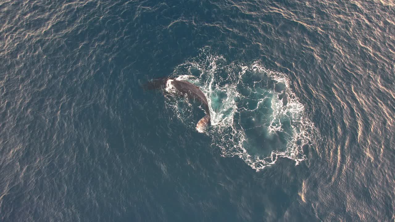 Playful Humpback Whale Swimming And Rolling In The Waters Of Blue Ocean In Australia
