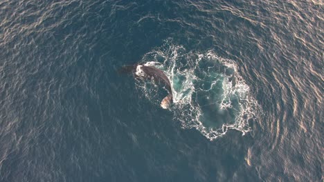 playful humpback whale swimming and rolling in the waters of blue ocean in australia