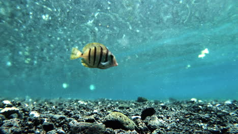 Unterwasseraufnahme-Von-Zwei-Sträflingen,-Die-Von-Links-Nach-Rechts-Schwimmen