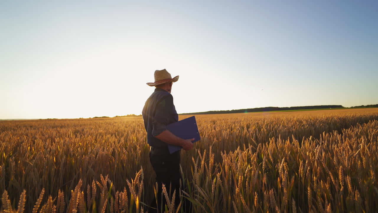 Agriculturist inspects the crop in farmland. Farmer in hat with a folder walking on golden field against bright sunlight in summer.