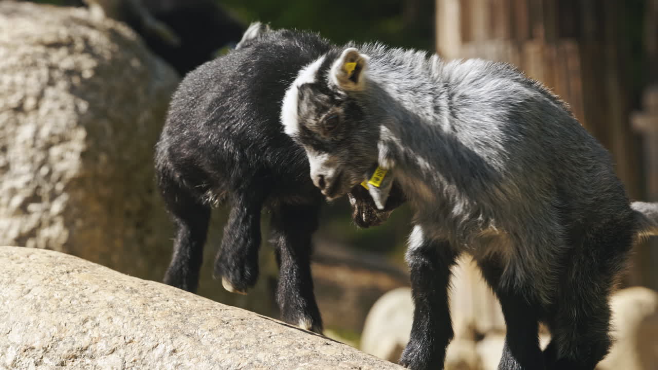 cabras bebé domesticadas jugando al rey de la colina en una piedra
