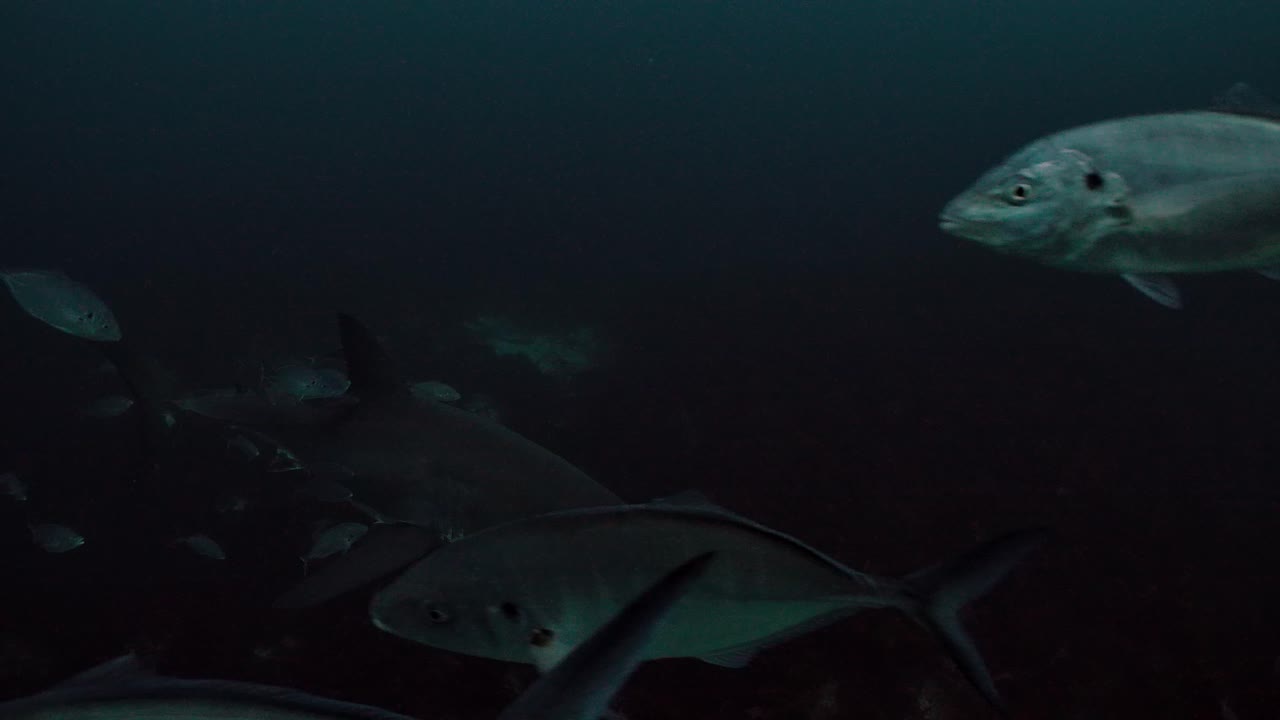 Great White Shark Carcharodon carcharias Neptune Islands South Australia 4k slow motion 50fps