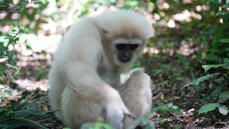 Gibón-En-Bosque_gibón-Comiendo_-Primate-Gibón-Blanco