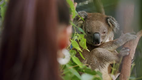 close up of girl watching australian koala sitting in leafy gum tree, 4k