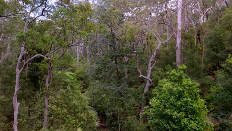 dense forest canopy teeming with vibrant greenery, a lush woodland sanctuary under a soft sky