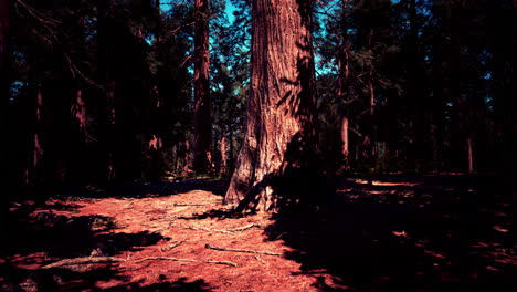 Riesenmammutbäume-Im-Sommer-Im-Sequoia-Nationalpark