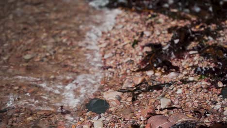 Close-up-of-waves-on-rocky-beach-and-seaweed,-black-dog-running-through