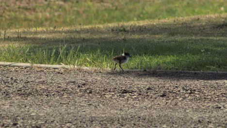 baby chick masked lapwing plover walking into the shade on driveway
