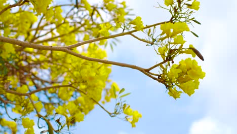 yellow kibrahacha tree flowers waving by the wind in curacao on sunny day with cloudy sky above - close up shot