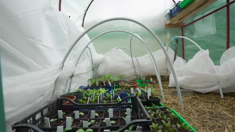 slow moving shot over seedling trays in an greenhouse tunnel with plastic sheeting