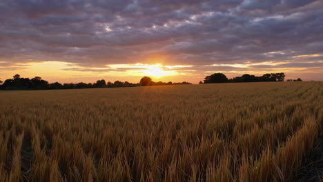 sunset over a golden wheat field
