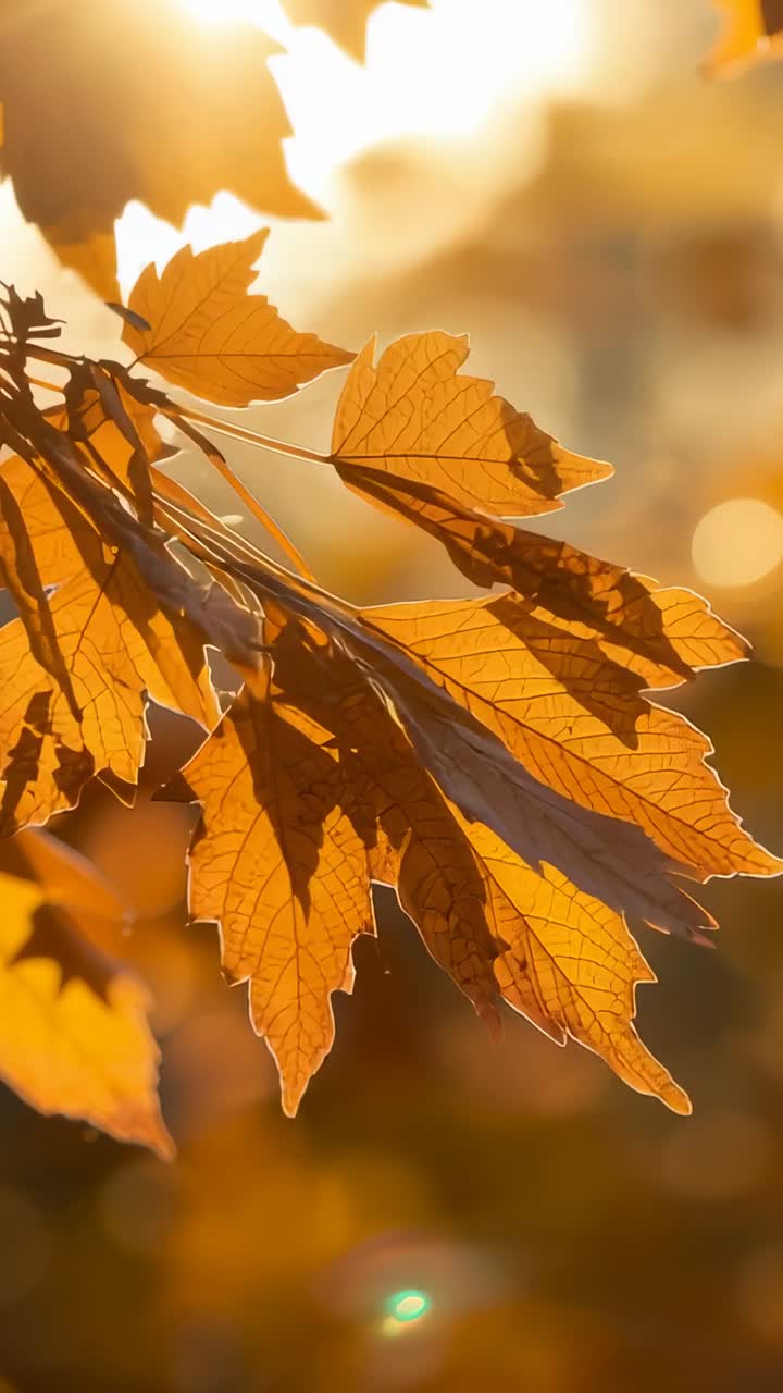 Vertical video: Catching breeze, orange autumn leaves swaying on branch in park, lens flare pulsing