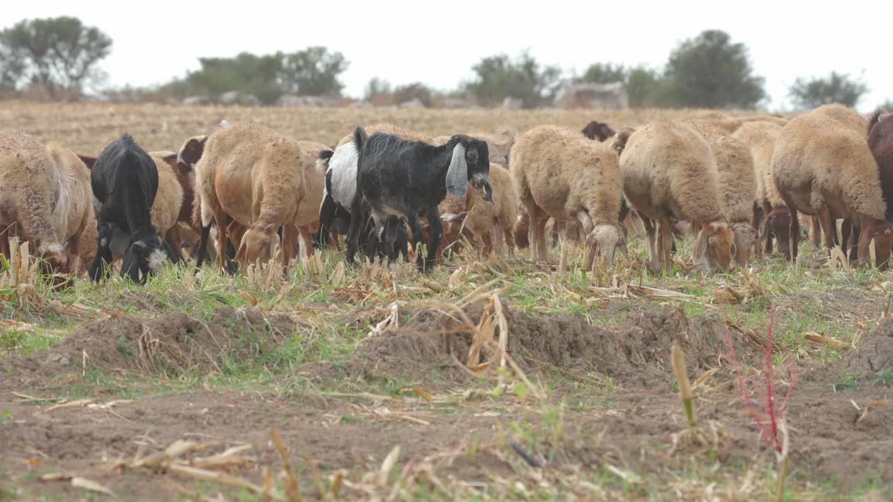 A herd of sheep and goats grazing in stubble fields after the grain harvest in the Judean Hills