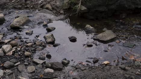 a small stream of water running through woodland on english farmland in lancashire