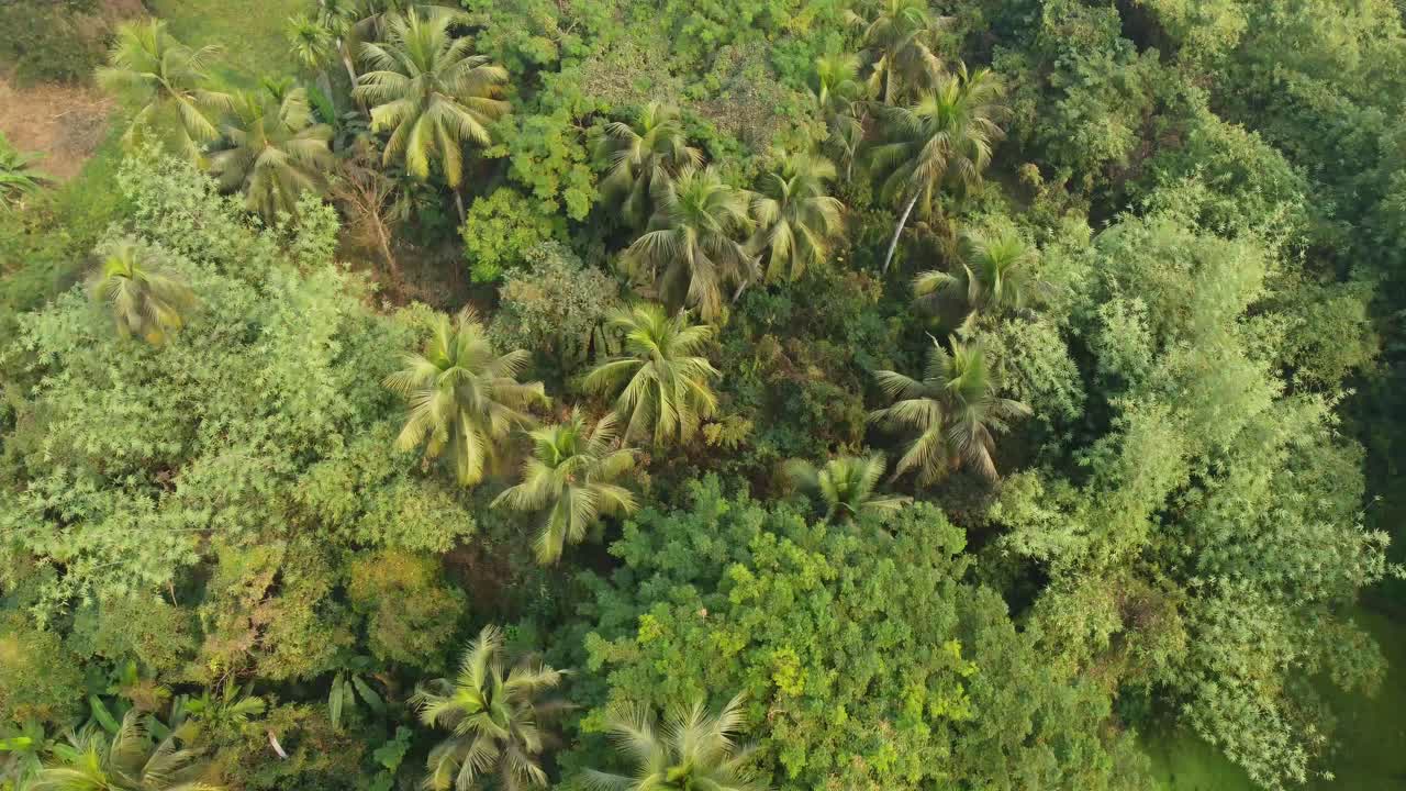 toma de vista de área de selva o bosque
