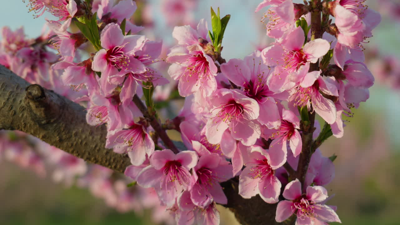 Close Shot of Spring Sakura Flowers in the Morning Breeze