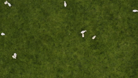 aerial - a flock of sheep near dingle, ireland, top down rising shot
