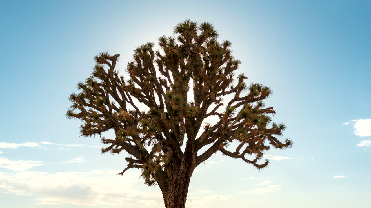 The sun sets in golden splendor behind the Mojave Desert mountains with a Joshua tree in the foreground - zoom out reveal time lapse
