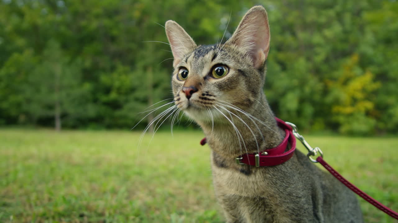 Small pretty cat walking in the park with young woman owner. Close-up of kitty on green grass. Nature