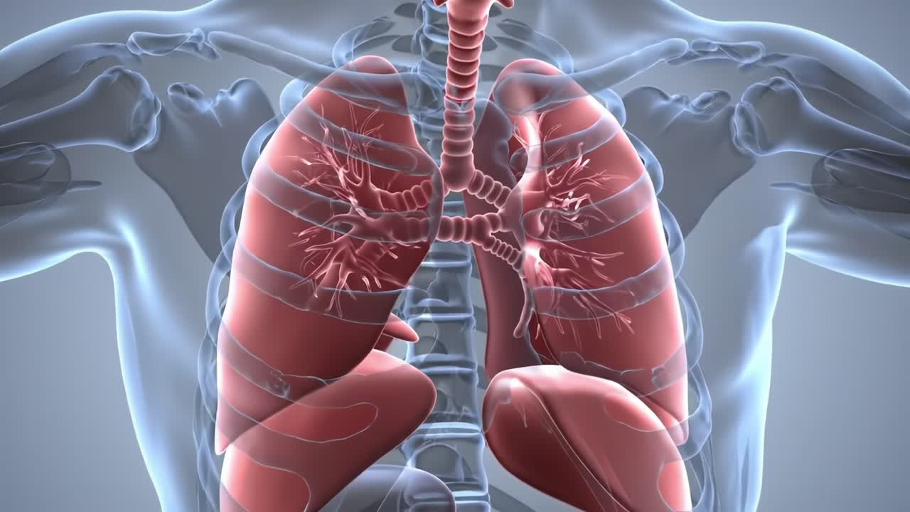 Detailed Visualization of the Human Respiratory System Highlighting the Structure and Function of Lungs and Airways in a 3D Rendered Model