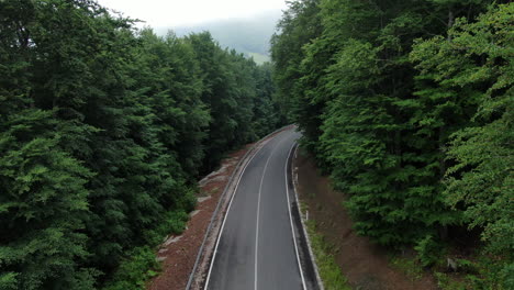 road curves through a forest landscape trees line the path creating a tunnel like effect overcast sky visible above the treetops road stretches into the distance
