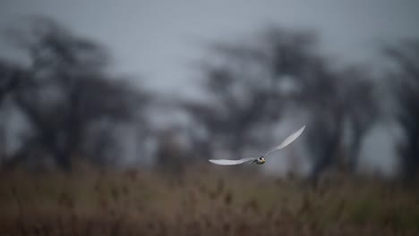 the river tern fishing in lake side