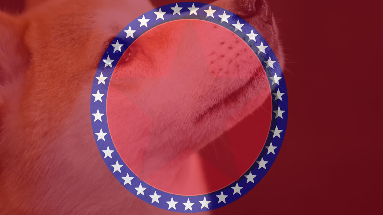 Animation of circle with stars over dog