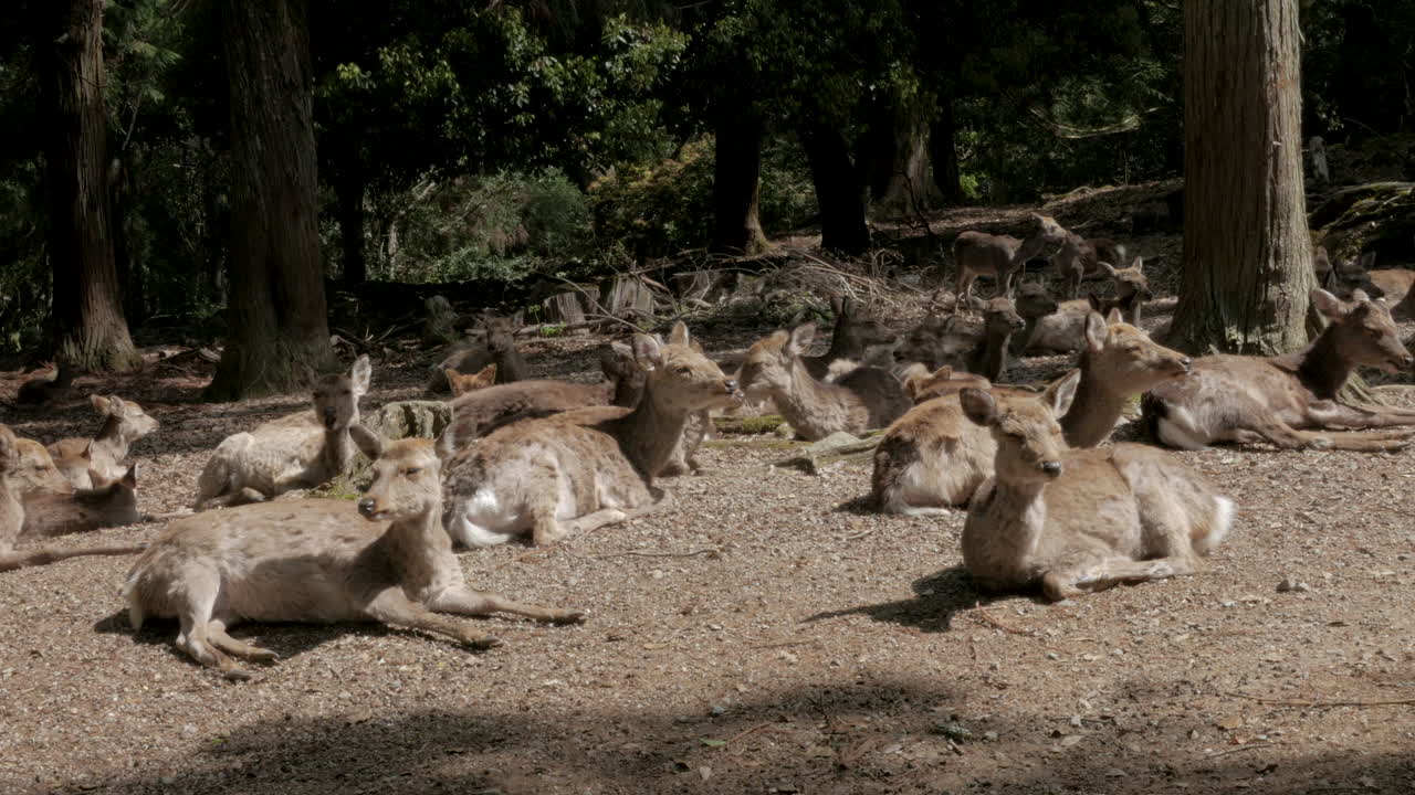 venado en la ciudad de nara - japón