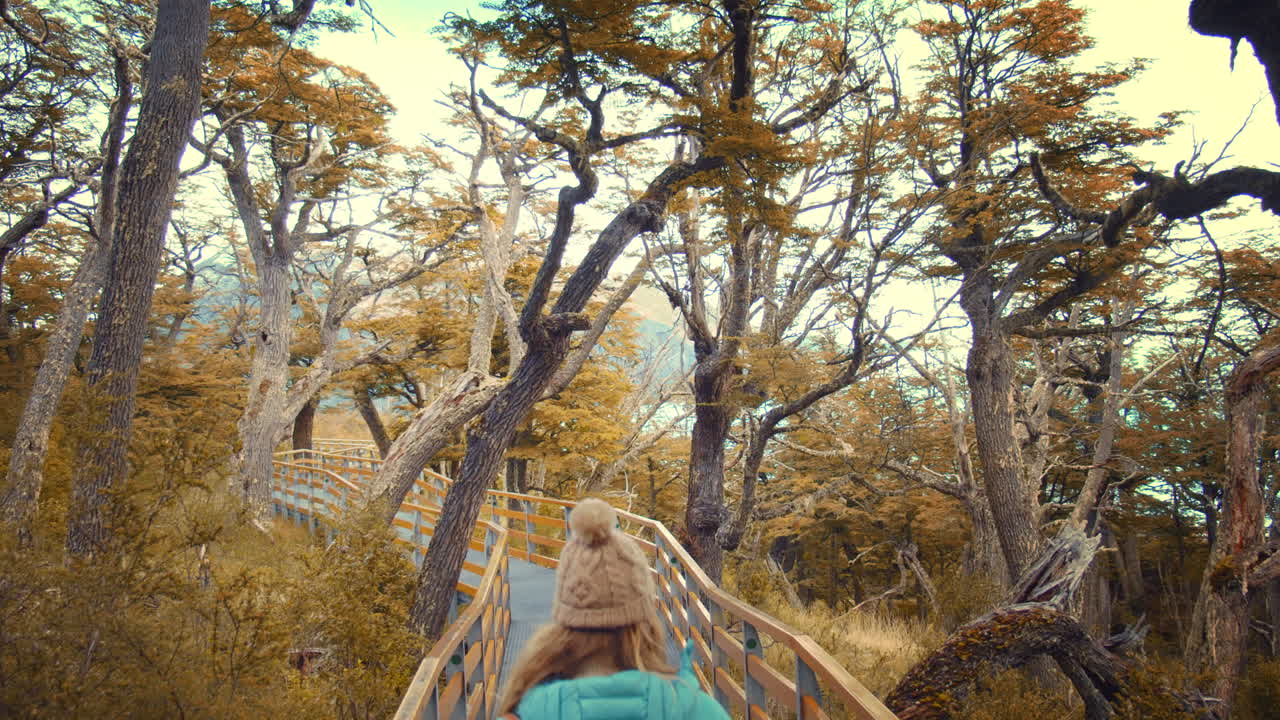 Back Shot of Lone Traveler with Backpack Walking into Forest Trail.Explorer Enjoying the Yellow foliage of Wood in Autumn.Fall Vivid Vibrant Colors
