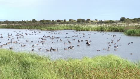los gansos de canadá se reúnen en un lago de pantano salado después de una larga migración al reino unido