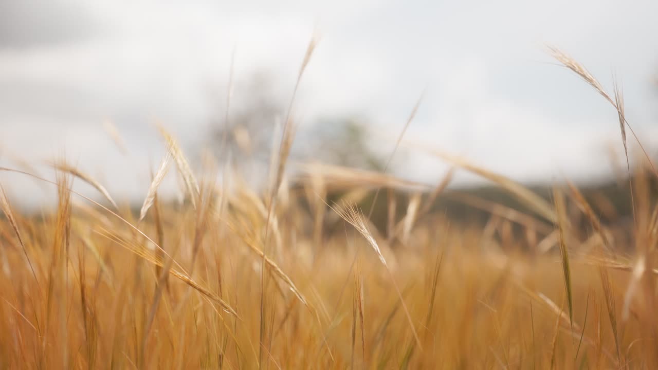 Wheat field in slow motion, crops field close up